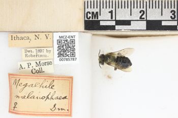 Media type: image;   Entomology 785787 Aspect: labels
